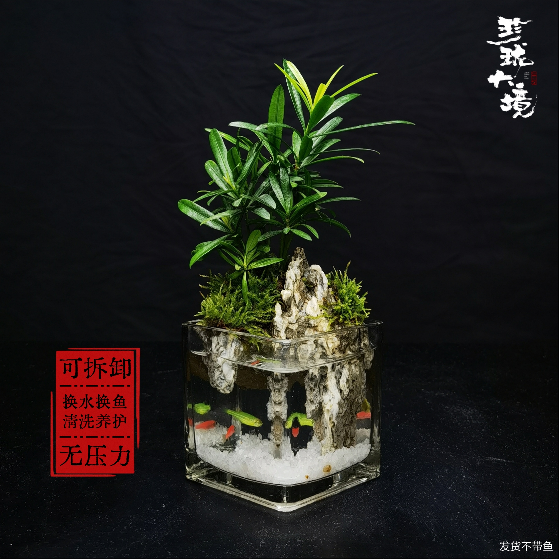 [山潭a]罗汉松可拆洗创意真绿植室内桌面中式国风禅意鱼缸8*8*8cm