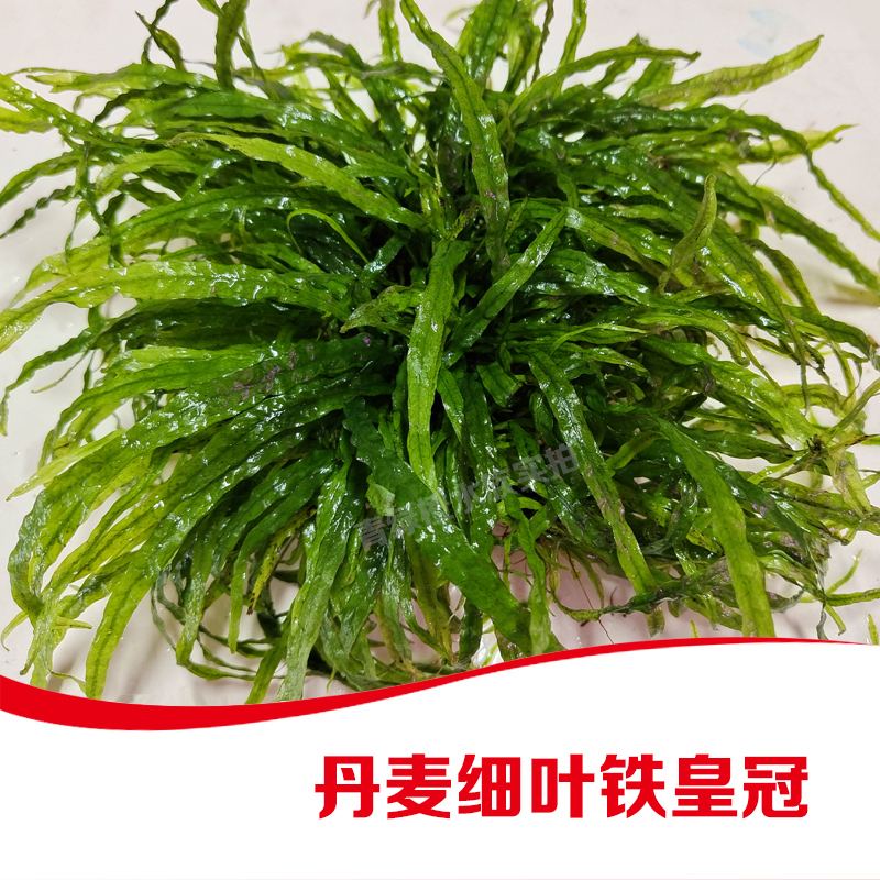 L叉叶细叶丹麦鹿角铁皇冠鱼缸草缸造景水草自养水下叶粘沉木石头