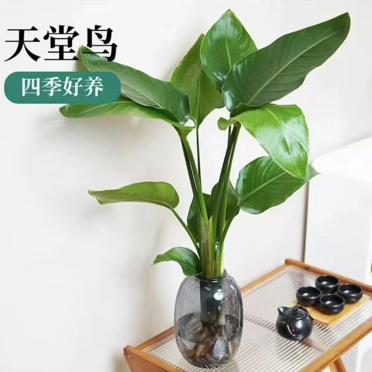 买1送1天堂鸟绿植盆栽空气净化原土原盆好养活可水培可土培不带瓶