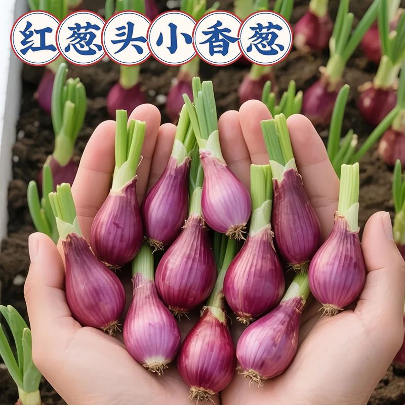 香葱种头红葱头种盆栽阳台室内外种植四季蔬菜种籽孑小葱火葱种子