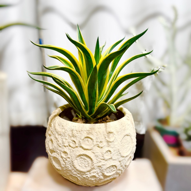 宽覆轮锦金边龙舌兰鹦鹉嘴多肉植物地栽盆栽水培景观庭院造景必备