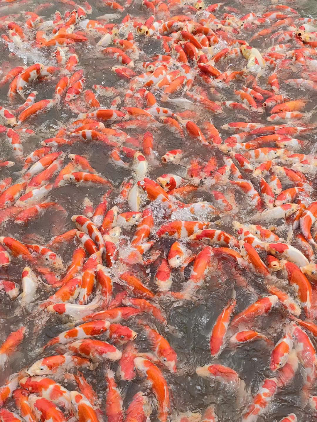 捡漏血统锦鲤盲盒活体性价比超高高档36～39公分观赏鱼发2条包邮