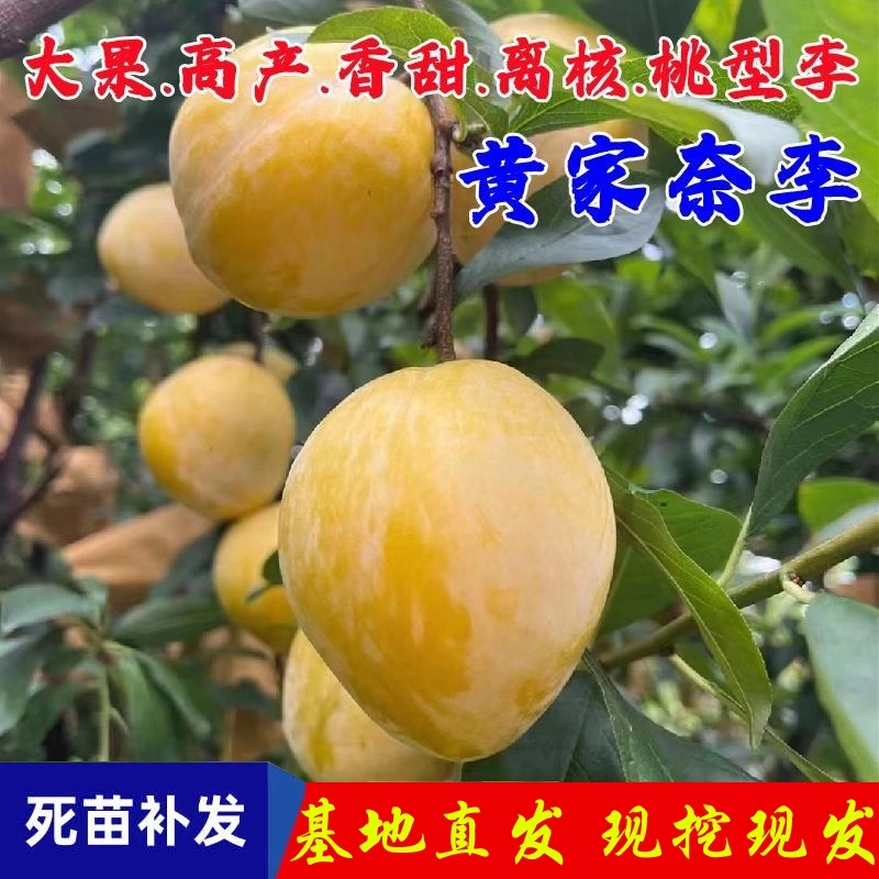 李树果苗嫁接黄金奈李树苗晚熟脆甜油奈李子苗盆栽南北方种植