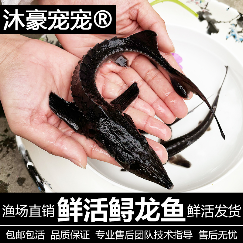 沐豪宠宠【鲟龙鱼】鲜清道夫鱼缸鱼苗观赏鱼鲟龙鱼冷锦鲤鱼淡水鱼