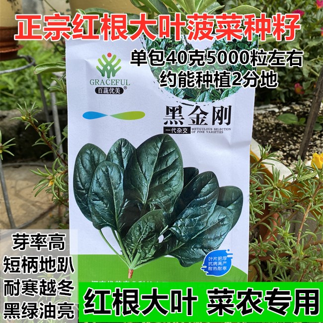 [精品大包40克】大叶菠菜种籽一代杂交菠菜种子红根趴地耐寒耐热