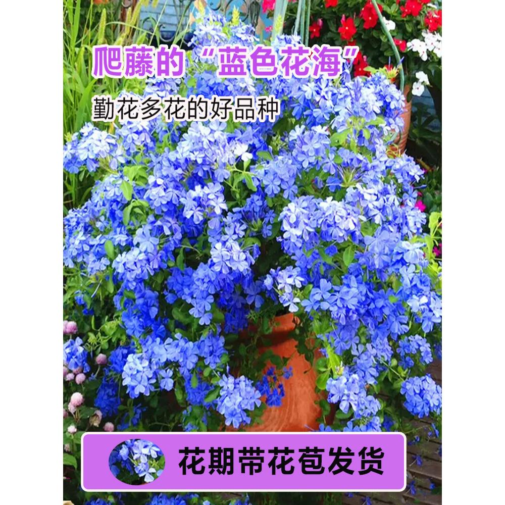 蓝雪花苗盆栽阳台观花耐热好养植物花园庭院爬藤攀援花藤本带花苞
