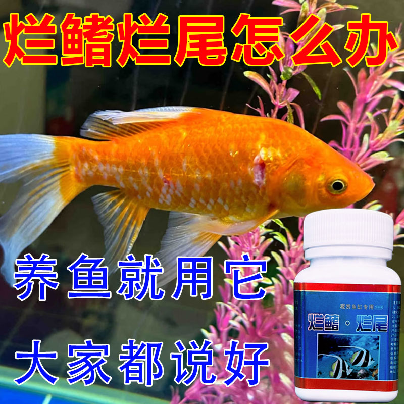 烂尾烂鳍鱼缸专用简鲨观赏鱼金鱼烂鳍烂腮烂鳞寄生虫专用