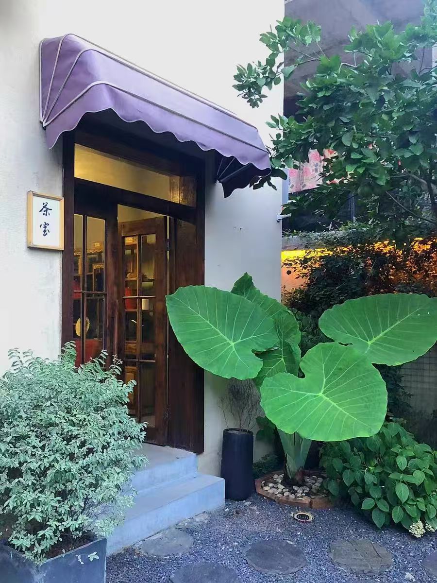 新品水果象耳芋15，网红绿植，北方南方，室内室外都可以养芋头绿植