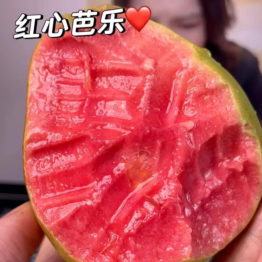 广西芭乐番石榴新鲜树上熟当季水果番石榴源产地现发口感清甜多汁