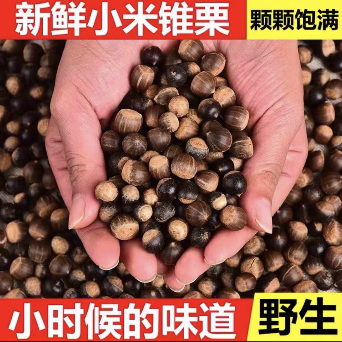 【贵州大山】现摘新鲜野生小锥栗子美味坚果儿时记忆
