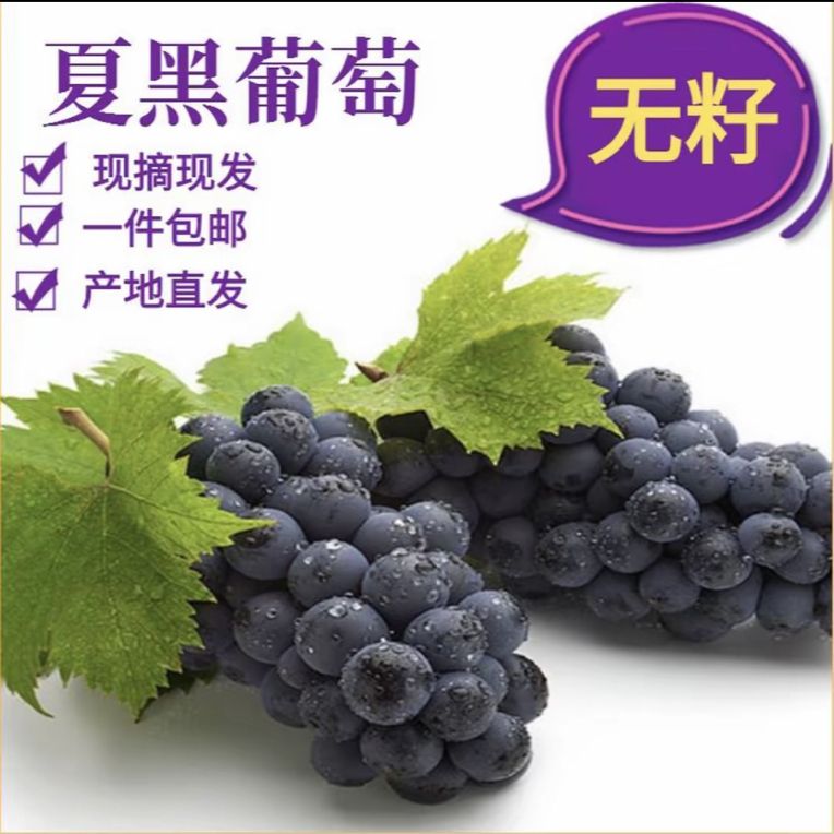 云南建水蓝莓葡萄高原无籽夏黑葡萄孕妇新鲜水果非巨峰葡萄