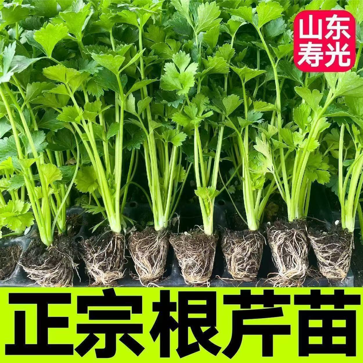 好物根芹大苗 带叶根芹苗根芹带叶大苗家庭小院室内阳台种植