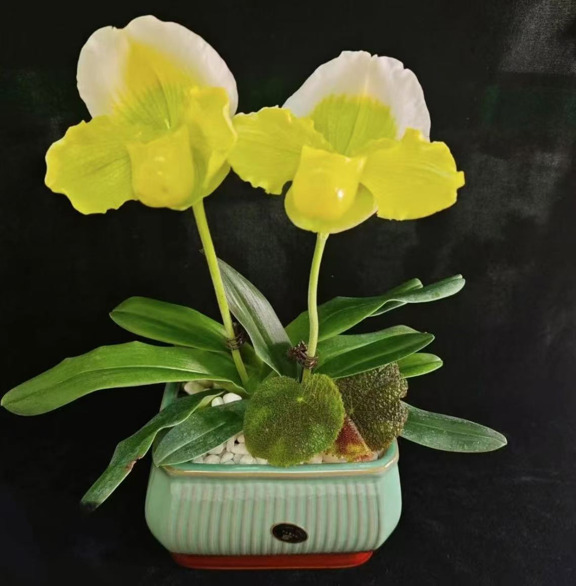 润然花卉盆景直播间一物一拍