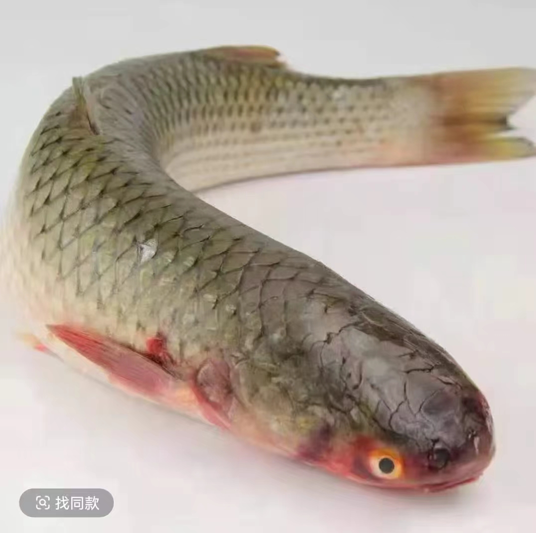 新鲜海捕海支鱼 鲜活速冻 去内脏 整条冷链发货 2-3斤/条