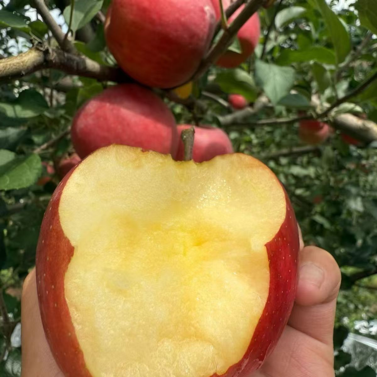 2025年云南高原丑苹果脆甜多汁冰糖心5/9斤净重新鲜现摘现发