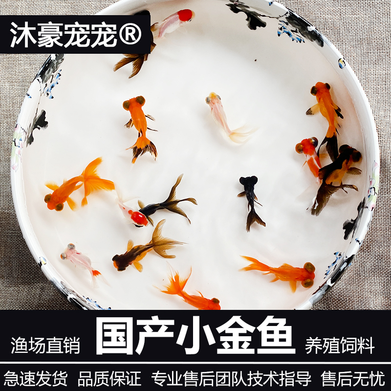 沐豪宠宠【小金鱼】观赏鱼冷水鱼淡水鱼好养耐活的鱼新手练手鱼丹顶