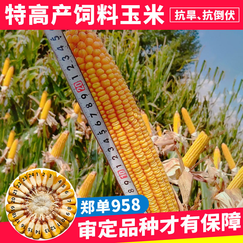 【高产玉米种籽】郑单958国审早熟玉米瓜果大田种植蔬菜种子农业