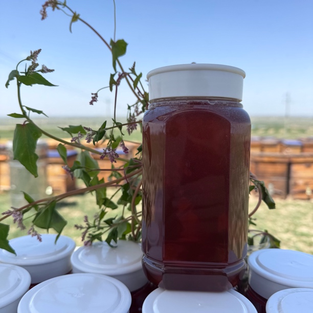 高原西北荞麦蜜1000g蜂场现场取蜜中