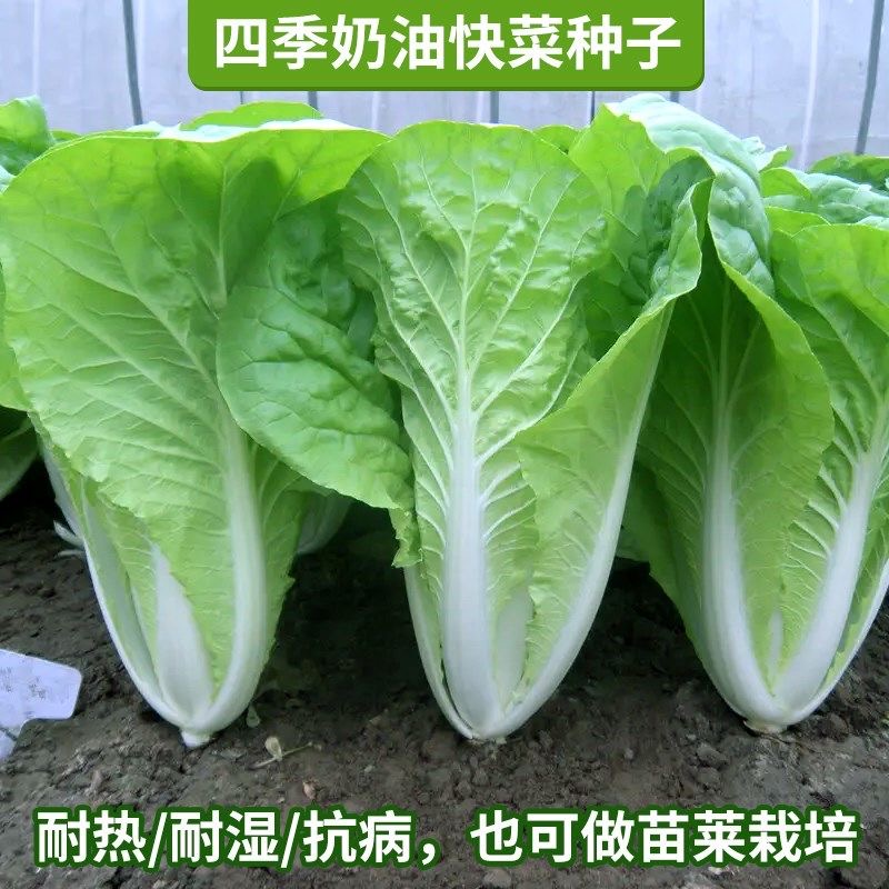 奶油快菜种子种籽四季小白菜蔬菜青菜菜籽孑籽种快菜籽菜种大全