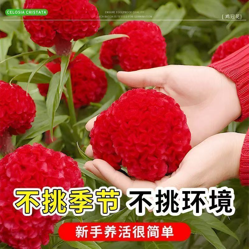 【鸡冠花种子】四季种植盆栽地栽阳台小院种植
