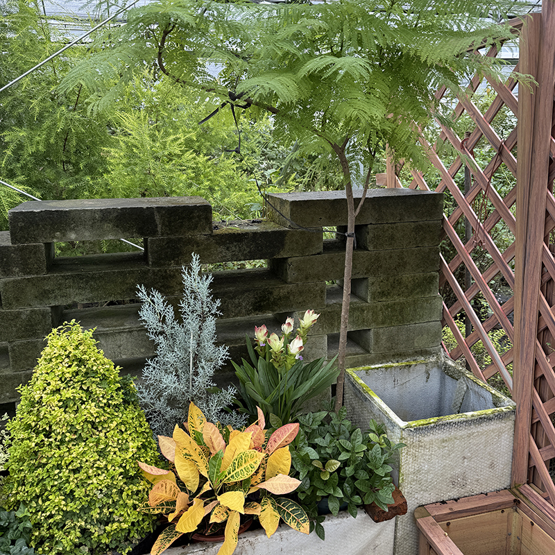 罗曼的花园成品花境组合盆栽苗低维护观叶南方阳台花箱组合绿植