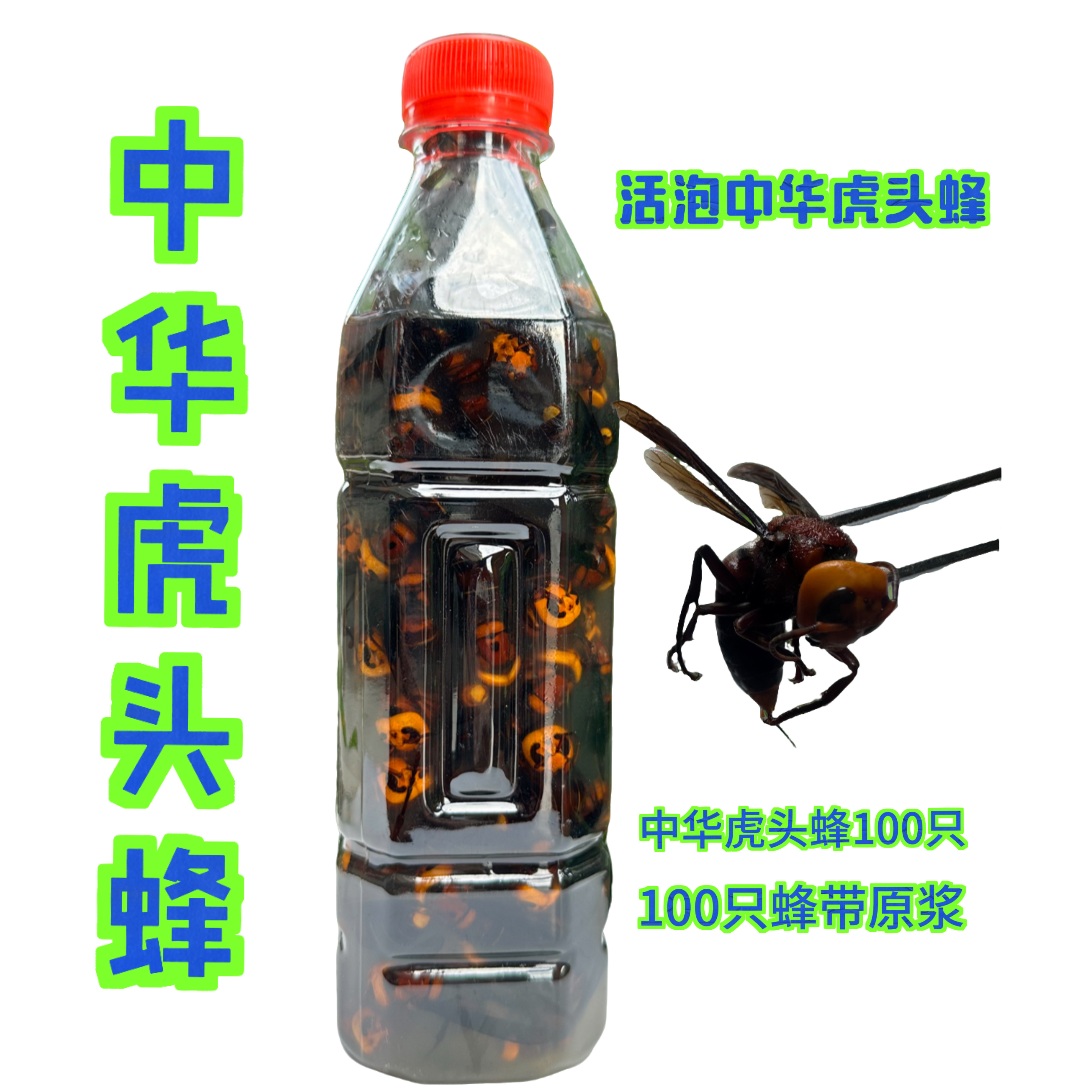 广西深山中华虎头蜂（中华虎头蜂100只）