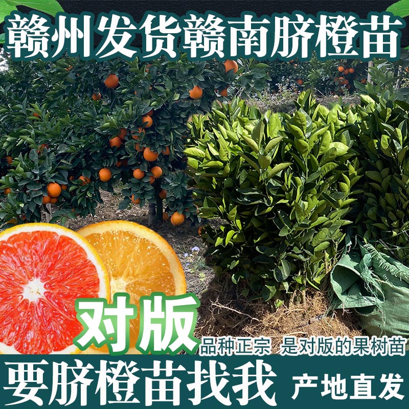 正宗赣南脐橙苗纽荷尔黄肉橙子苗卡拉血橙苗红肉对版脐橙苗一年苗
