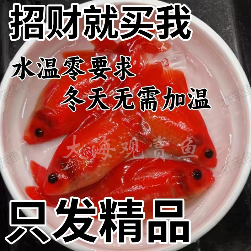 冷水鹦鹉鱼淡水鱼好养耐活金鱼北方冷水鱼耐低温观赏鱼包邮包活