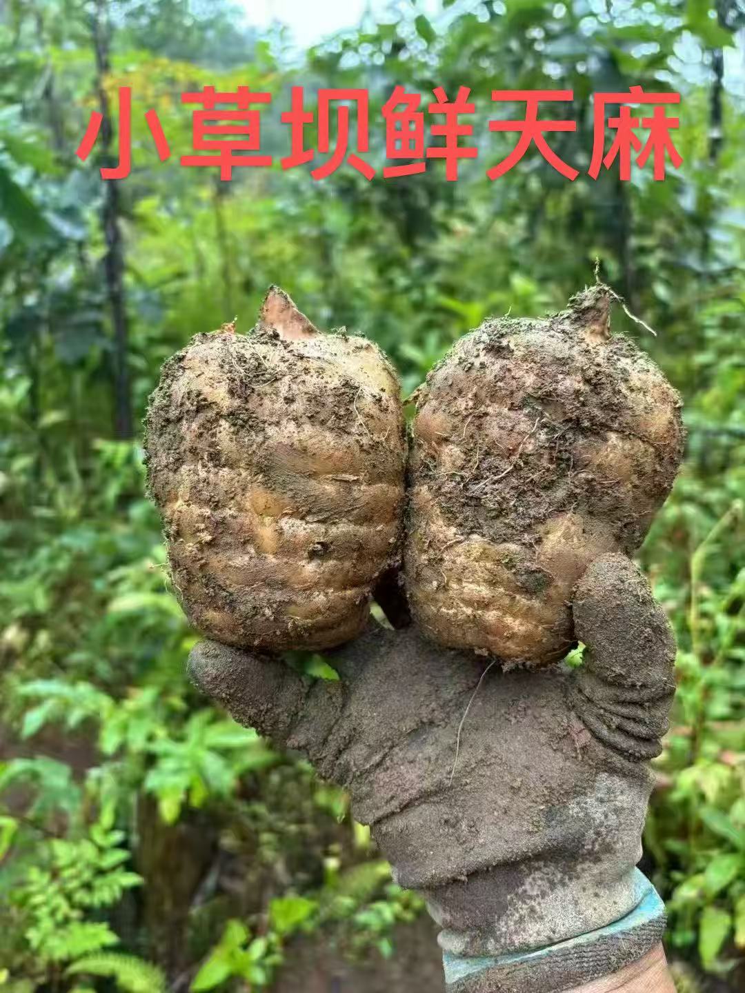 云南昭通小草坝新鲜乌天麻高山种植现挖现发带土发货产地直发