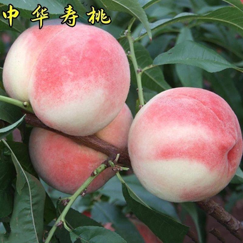 新品种中华寿桃苗 嫁接黄桃苗 耐寒 冬桃树苗南北方种植 盆栽地载