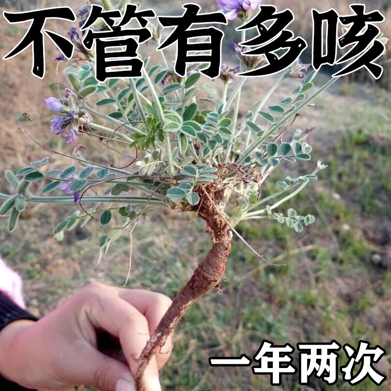 【男女通用】结纤维化支气肺管纤维化草本植物泡水滋润办公室肺茶
