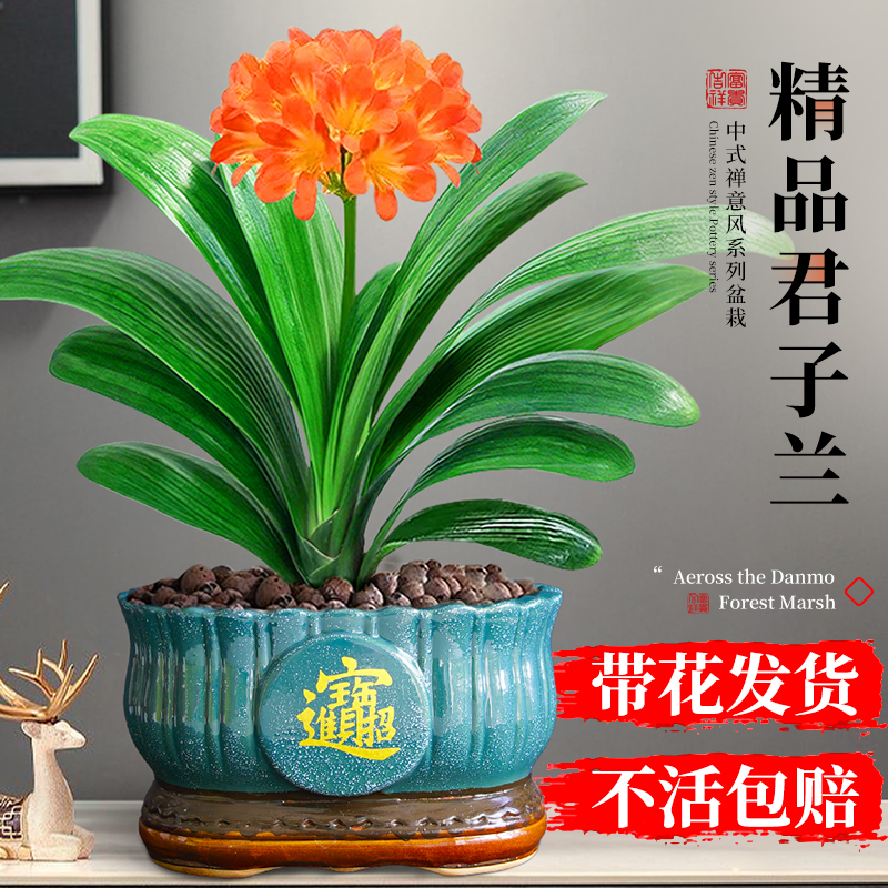 君子兰盆栽带花苞名贵绿植花卉精品国宝级特大号室内植物四季好养
