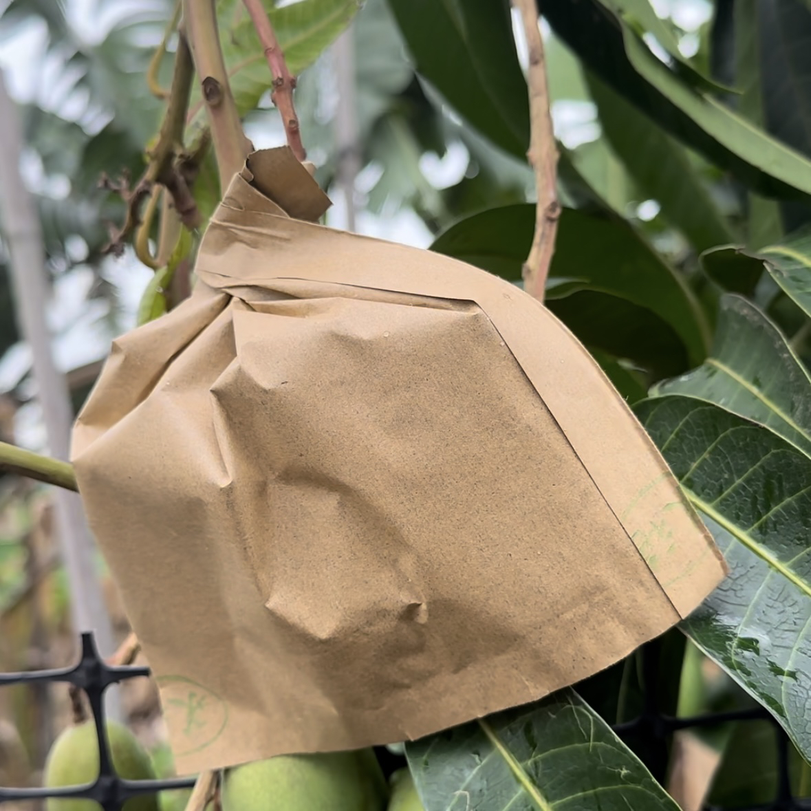 枇杷套袋专用袋梨套袋专用袋桃袋水果保护袋芒果套袋果袋水果套袋