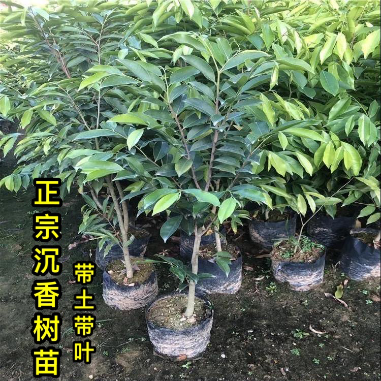 沉香树苗珍贵植物奇楠沉香苗常绿盆栽海南白木香苗基地带土发货