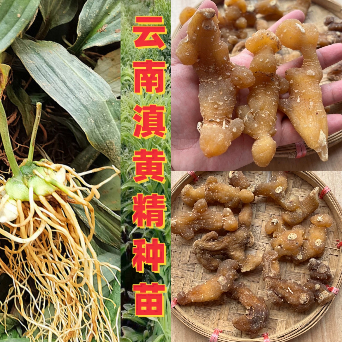 云南滇黄精种苗种球产地现挖现发大黄精四季不倒高产量正品保证