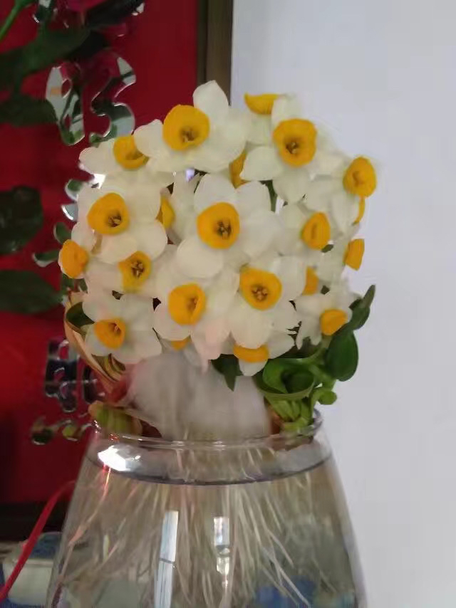 《雕刻好水仙花》漳州水仙花雕刻好已养护春节开花水培绿植花卉