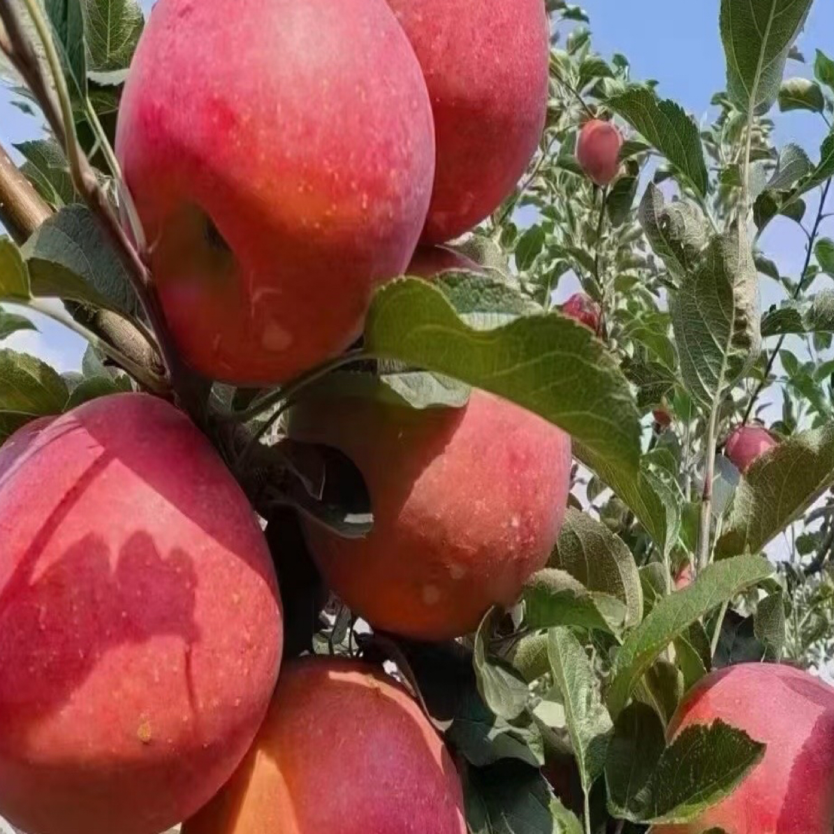 （艳儿推荐）昭通糖心丑苹果