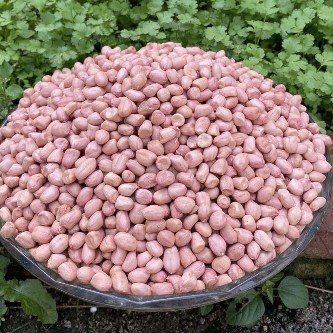 2025年新上市山东正宗大白沙花生米新鲜生米五斤5斤胶东半岛特产