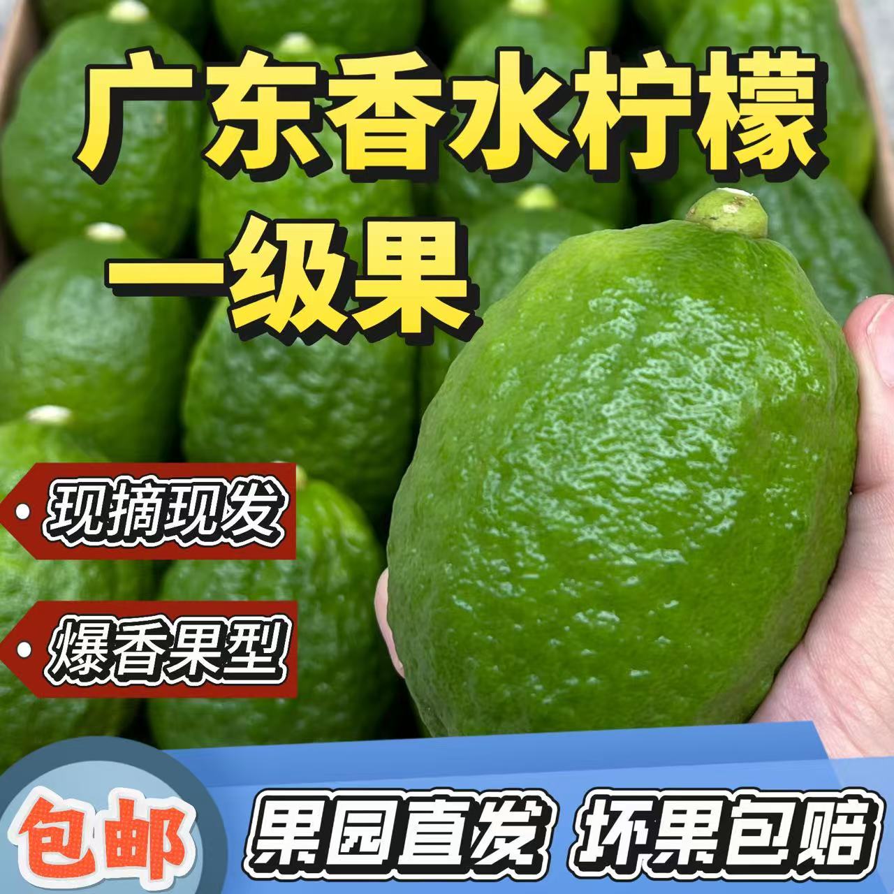 爆香广东香水柠檬一级果新鲜采摘奶茶店摆摊手打柠檬茶专用柠檬