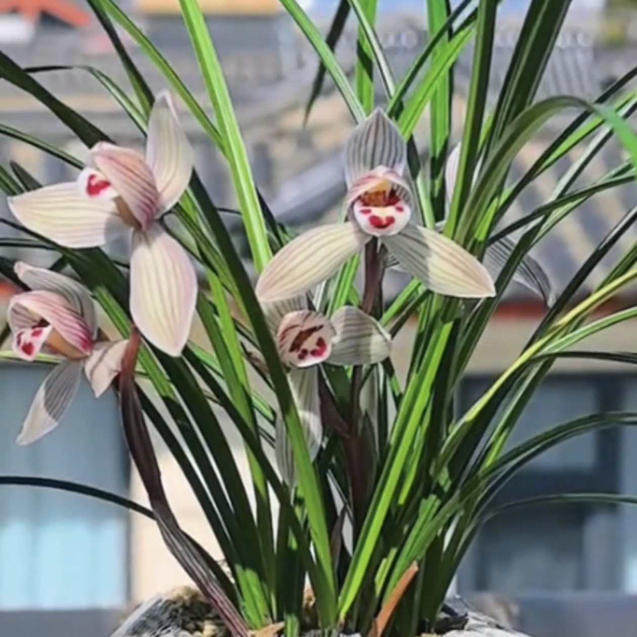 莲瓣兰珍荷3苗连体云南原生老种花期带花顺丰包邮