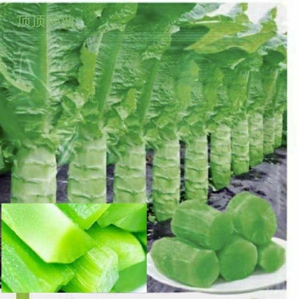 【今年新种】薄皮四季莴笋青皮青肉香莴笋耐热耐寒秋冬季蔬菜尖叶
