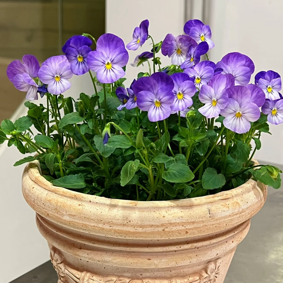 角堇花苗盆栽带花苞冬季耐寒阳台庭院易养花卉植物（拍五送一）