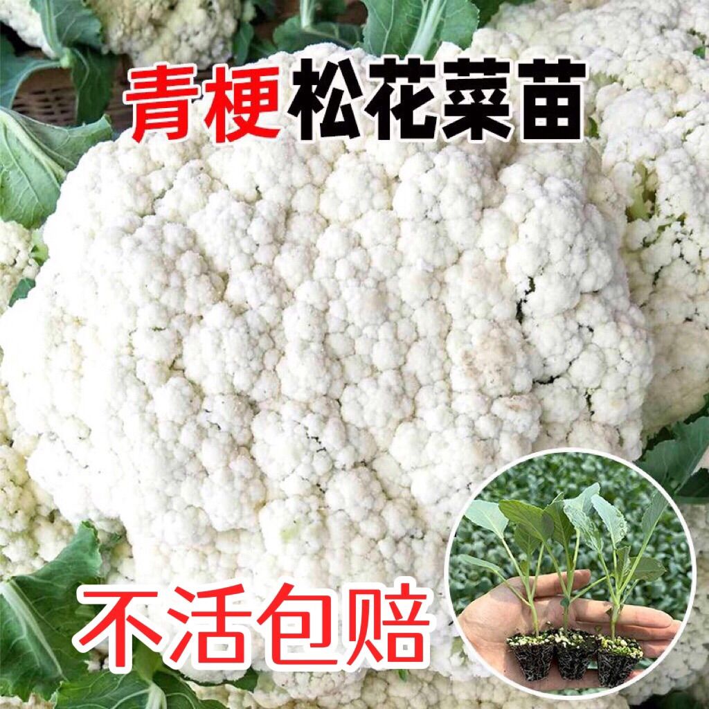 青梗松花菜苗西兰花苗散花青梗有机白花椰菜高产耐寒耐湿花菜种苗