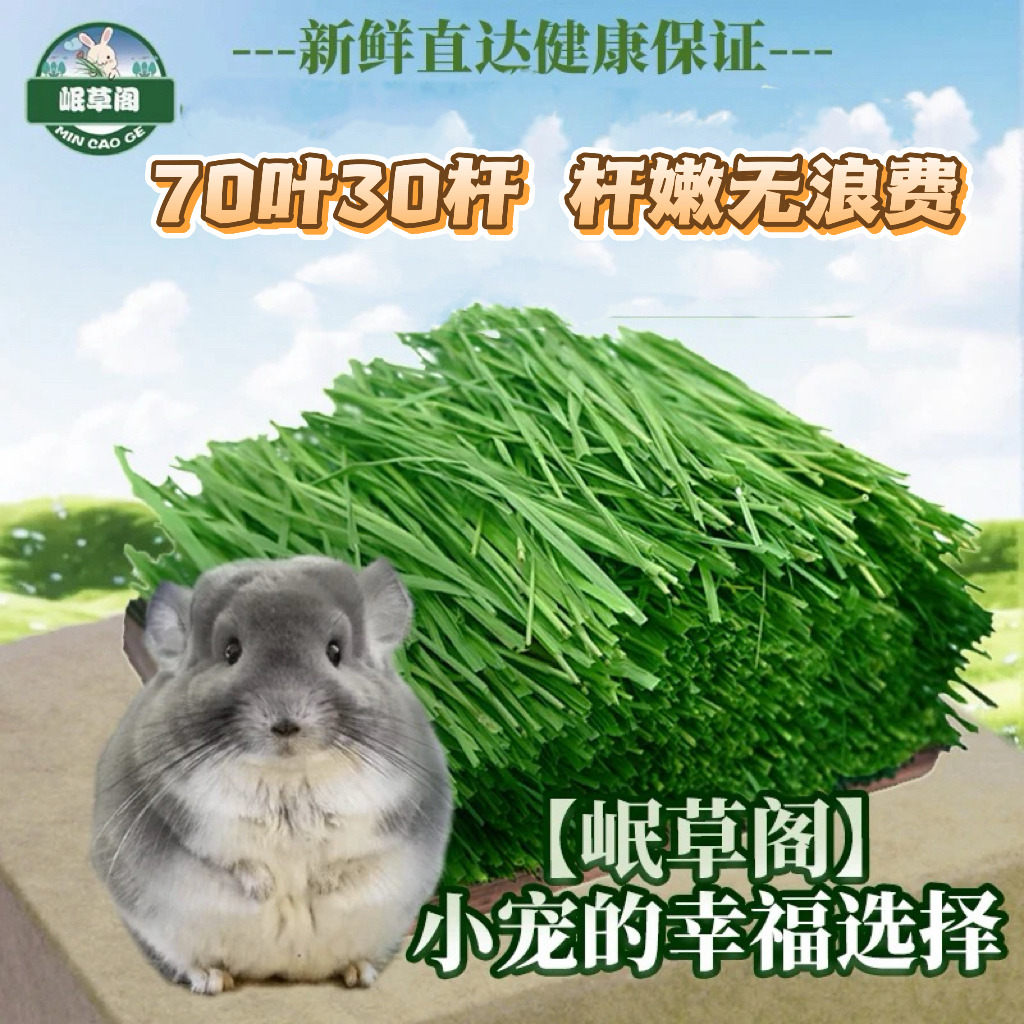 【精致兔妈必备】25年烘干提摩西草北提兔兔荷兰猪龙猫饲料兔粮干草