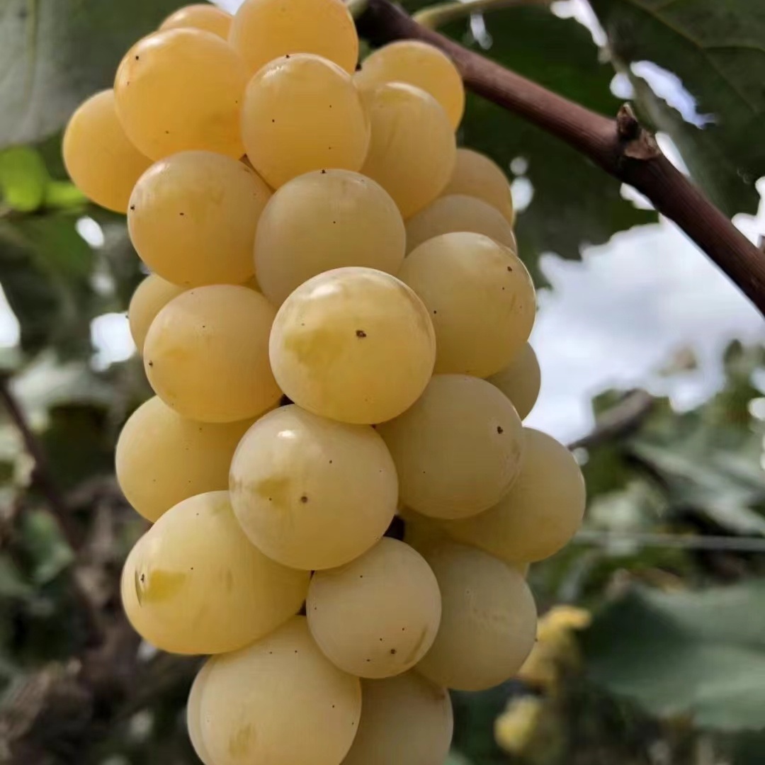 老品种水晶葡萄苗早熟青提阳台盆栽葡萄树苗庭院爬藤南方北方种植