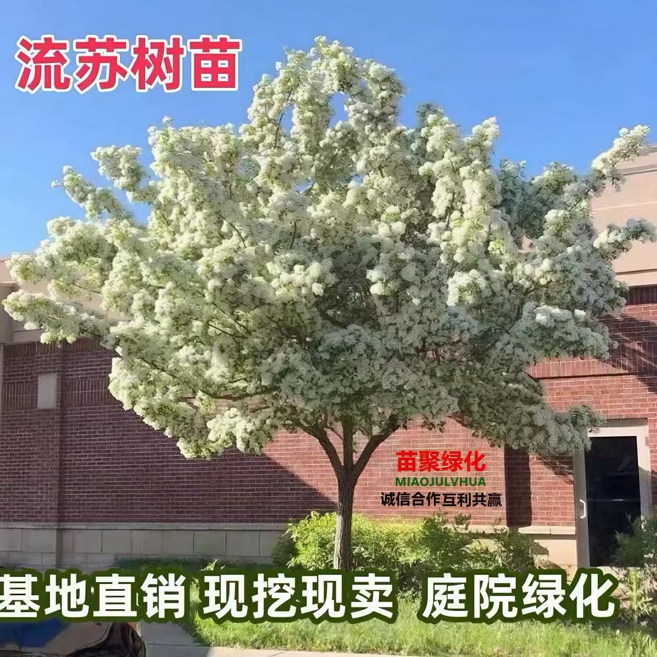 流苏树苗四月雪树苗盆栽地栽庭院景观植物流苏树流苏苗大型风景树