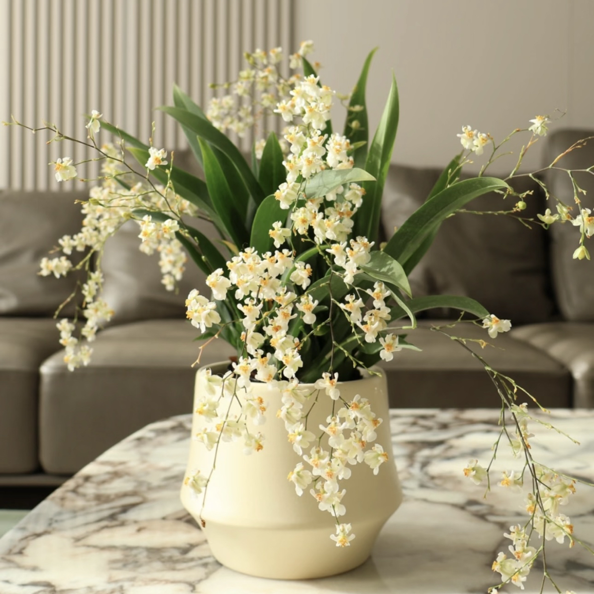 【罗曼香】米白色梦香兰（10支以上）精致爆花 带香味 耐寒 新手易养