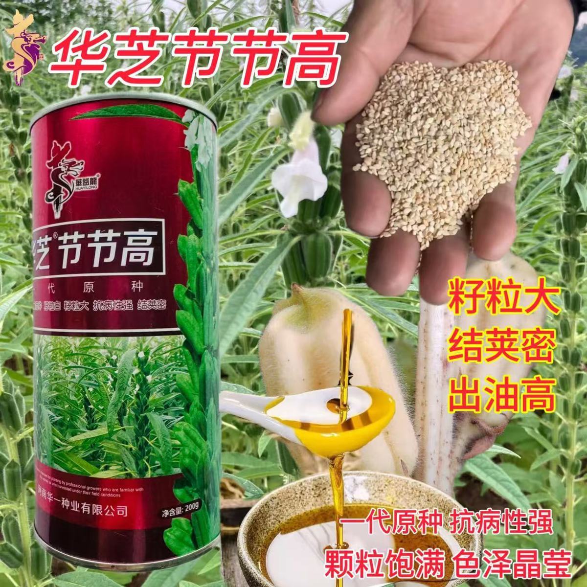 华芝节节高芝麻种子高产白芝麻种籽春季中早熟抗病四棱芝麻籽夏季