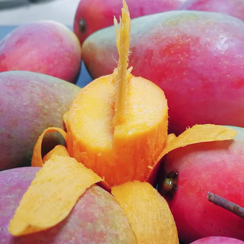 云南元江正宗小金凤3斤/5斤芒果小贵妃芒台芒新鲜现摘直发包邮