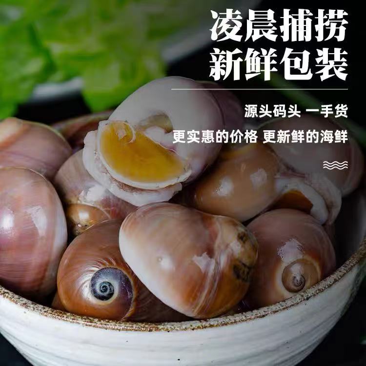 新鲜海浦鲜活猫眼螺每斤6-12个左右（鲜活发货到货保鲜不保活）